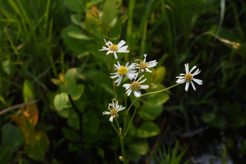 Early Whitetop Fleabane photo 7
