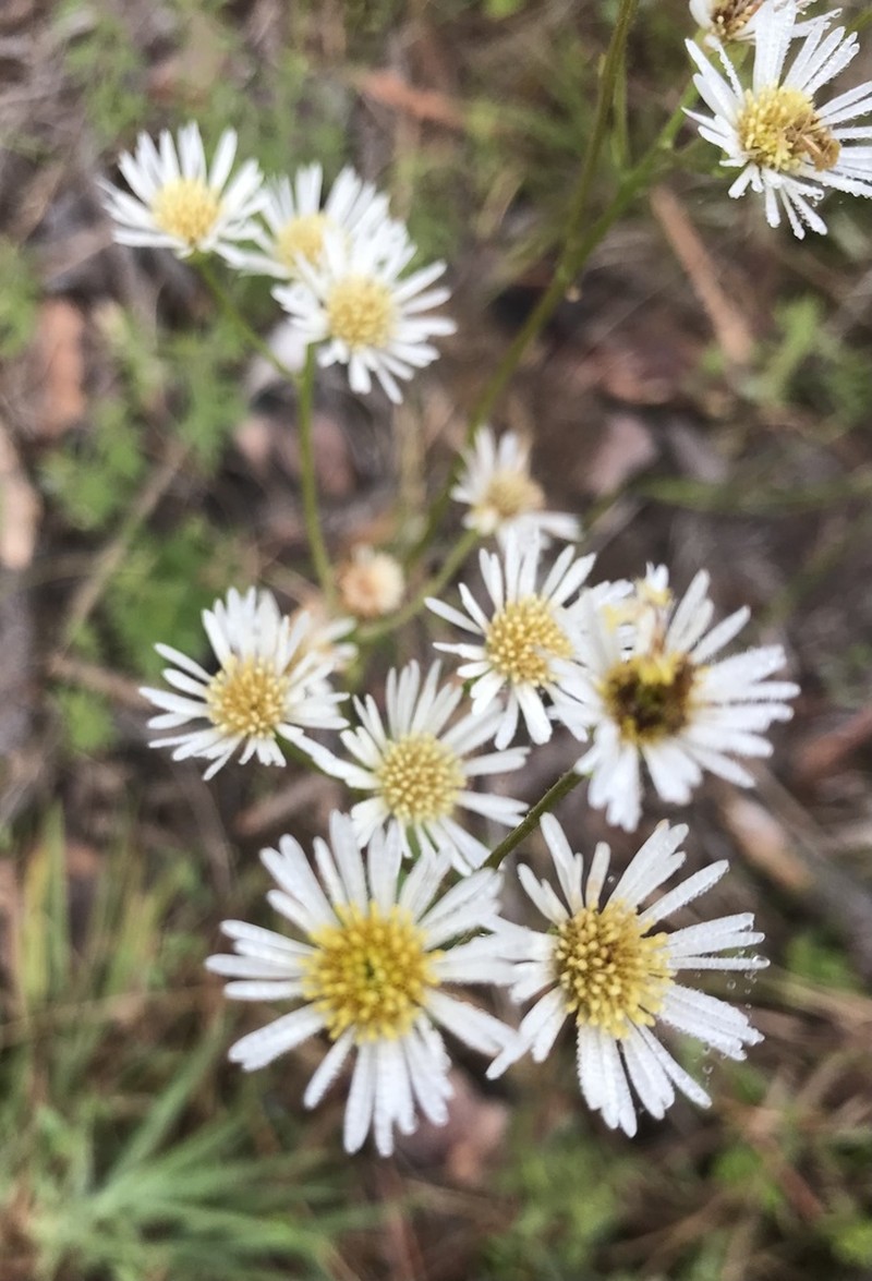 Early Whitetop Fleabane photo 8