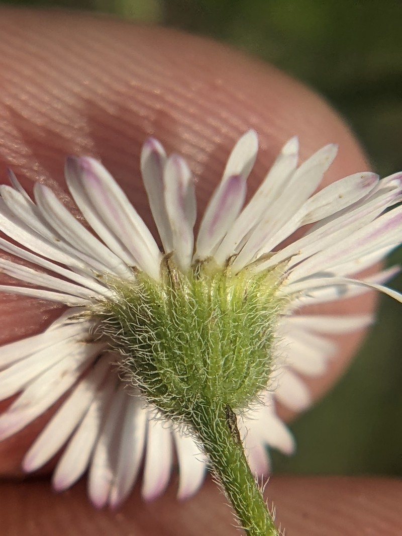 Changing Fleabane photo 4