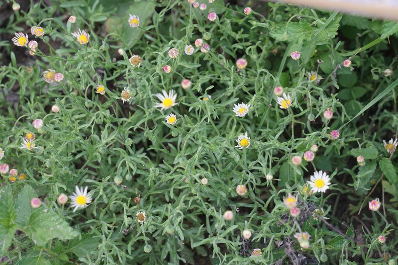 Changing Fleabane photo 5