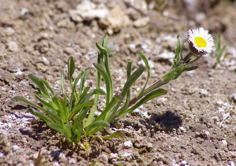 Changing Fleabane photo 6