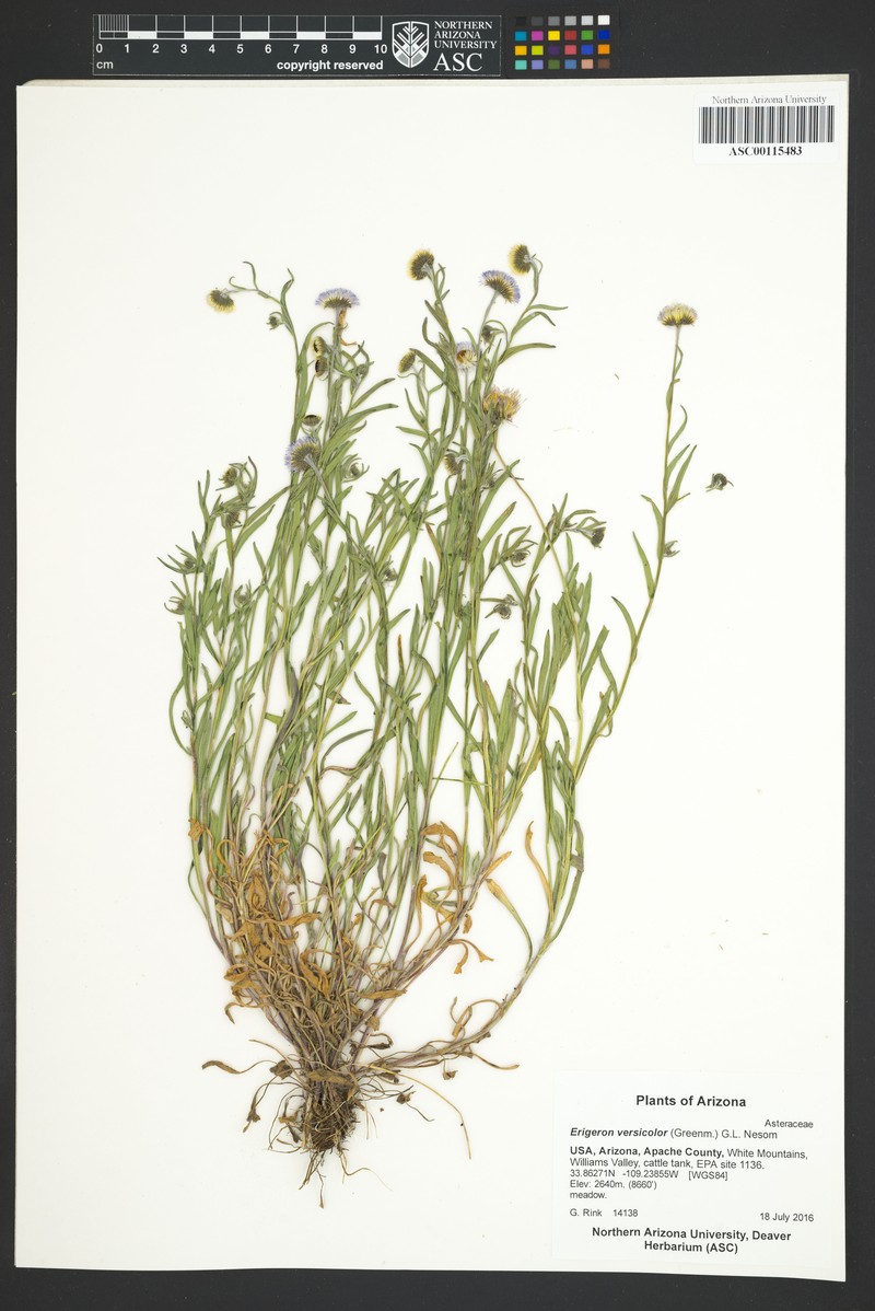 Changing Fleabane photo 7