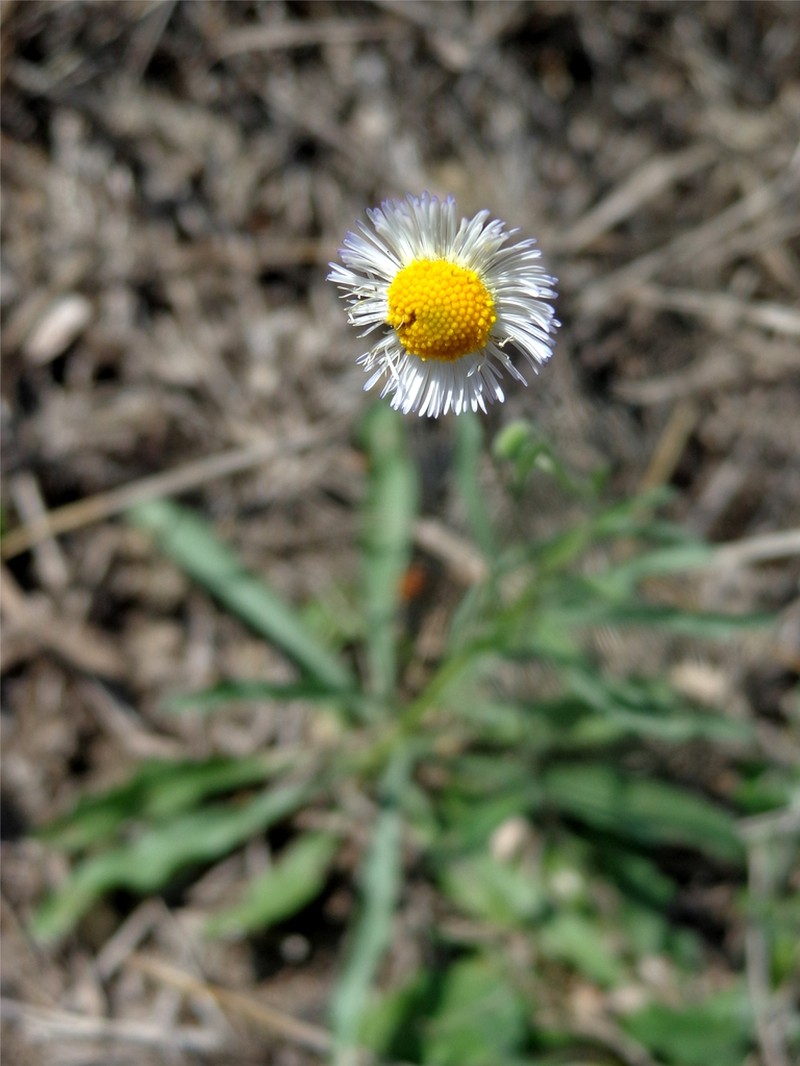 Changing Fleabane
