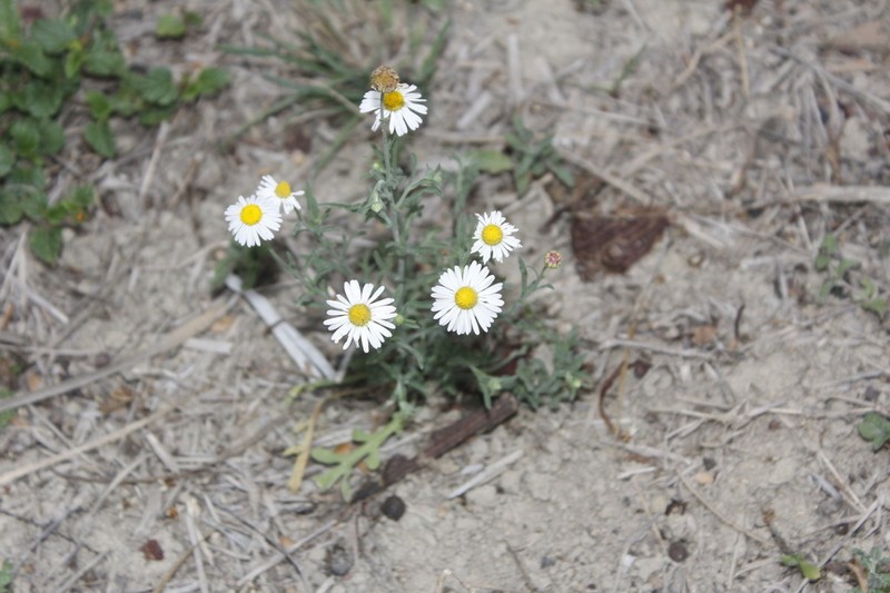Changing Fleabane photo 2