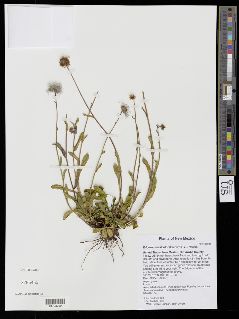 Changing Fleabane photo 3