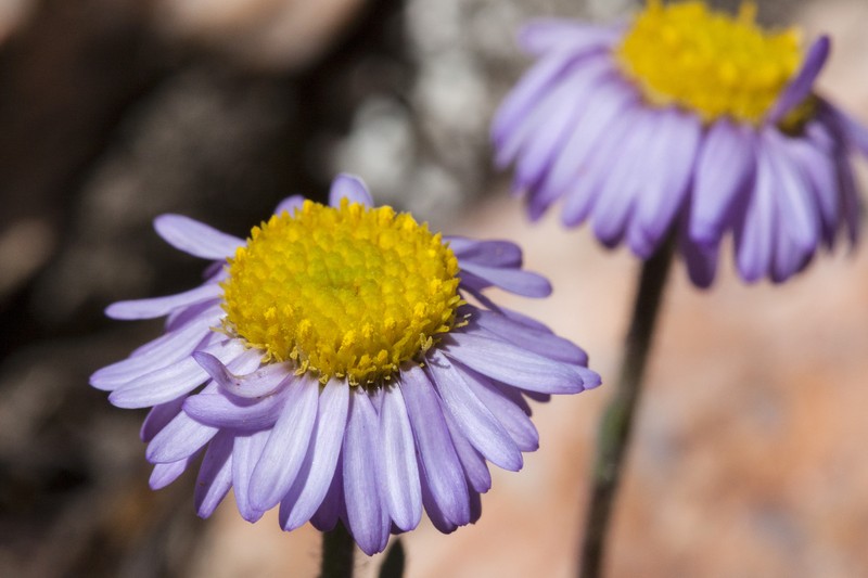Early Bluetop Fleabane