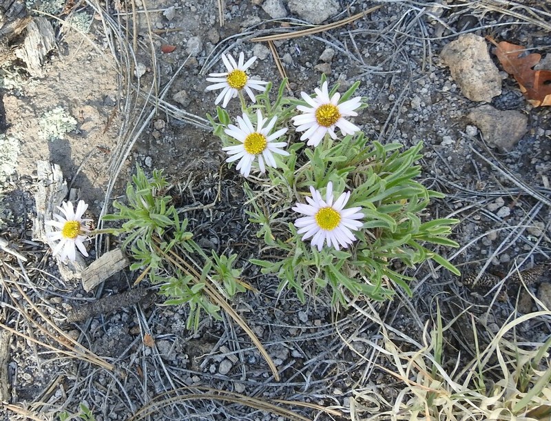 Early Bluetop Fleabane