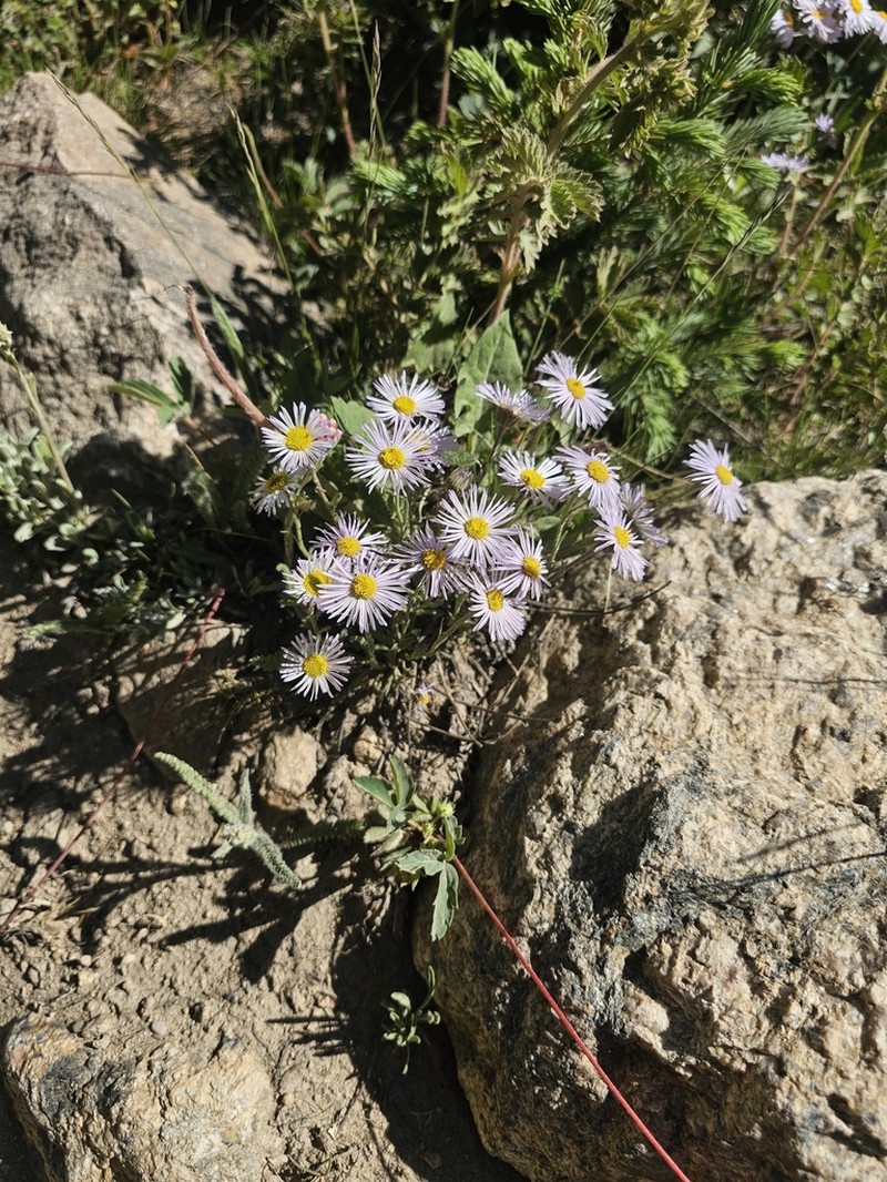 Early Bluetop Fleabane photo 2