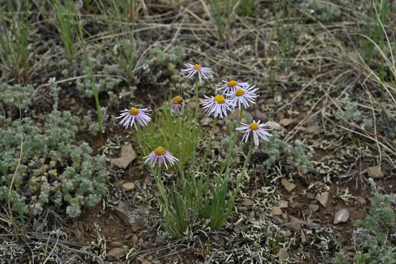 Early Bluetop Fleabane photo 3