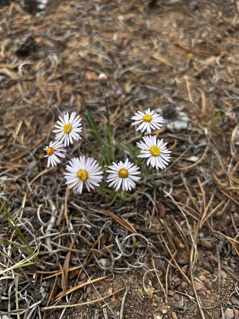 Early Bluetop Fleabane photo 4
