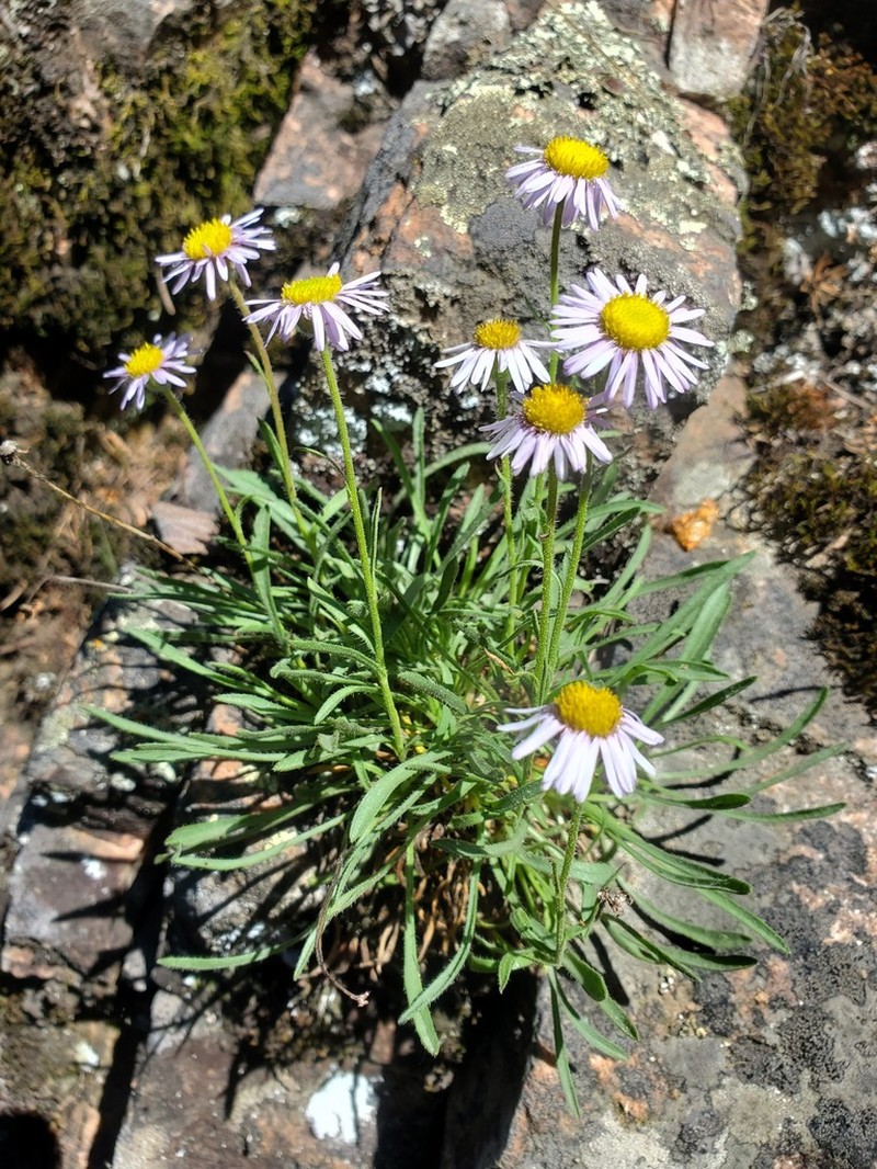 Early Bluetop Fleabane photo 5