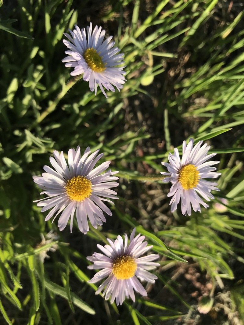 Early Bluetop Fleabane photo 6