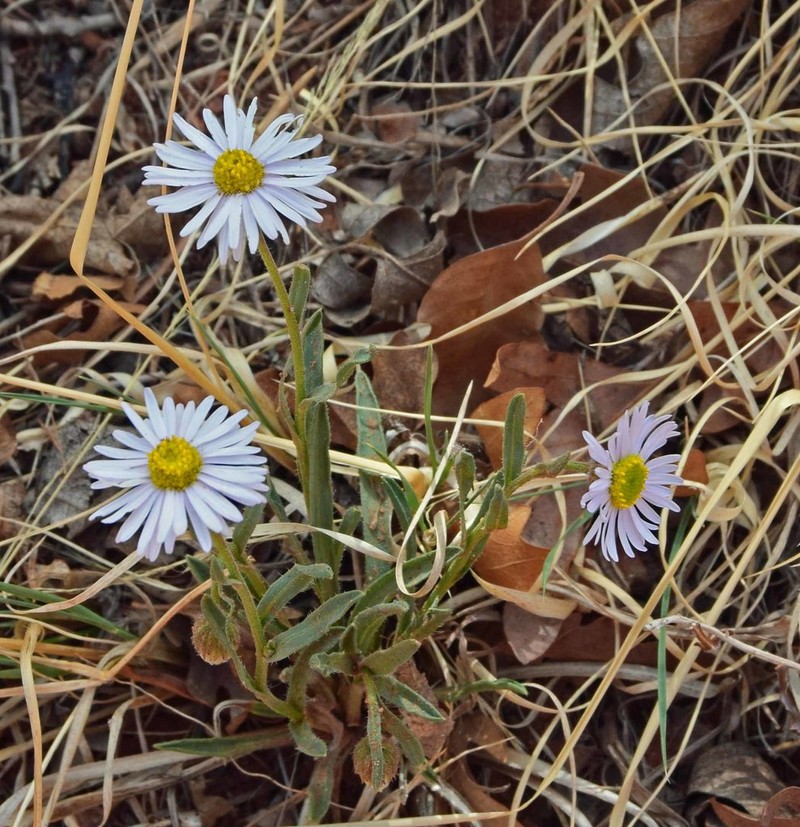 Early Bluetop Fleabane photo 7