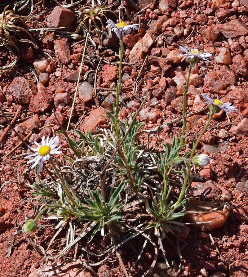 Early Bluetop Fleabane photo 8