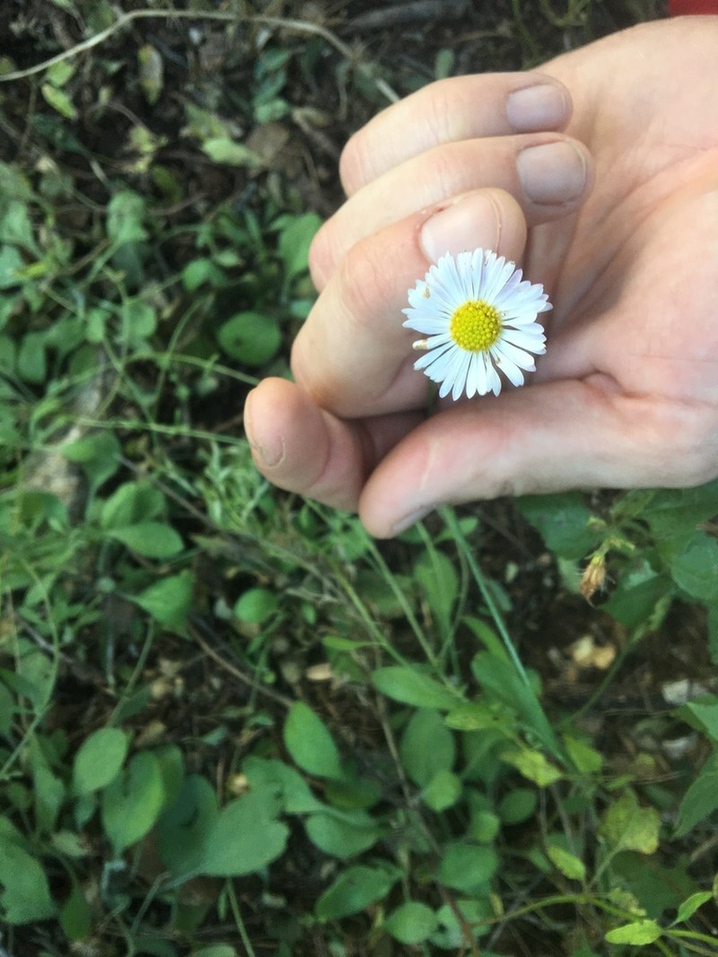 Border Fleabane