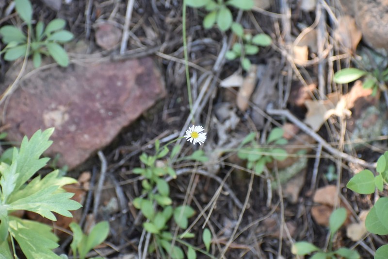 Border Fleabane photo 3