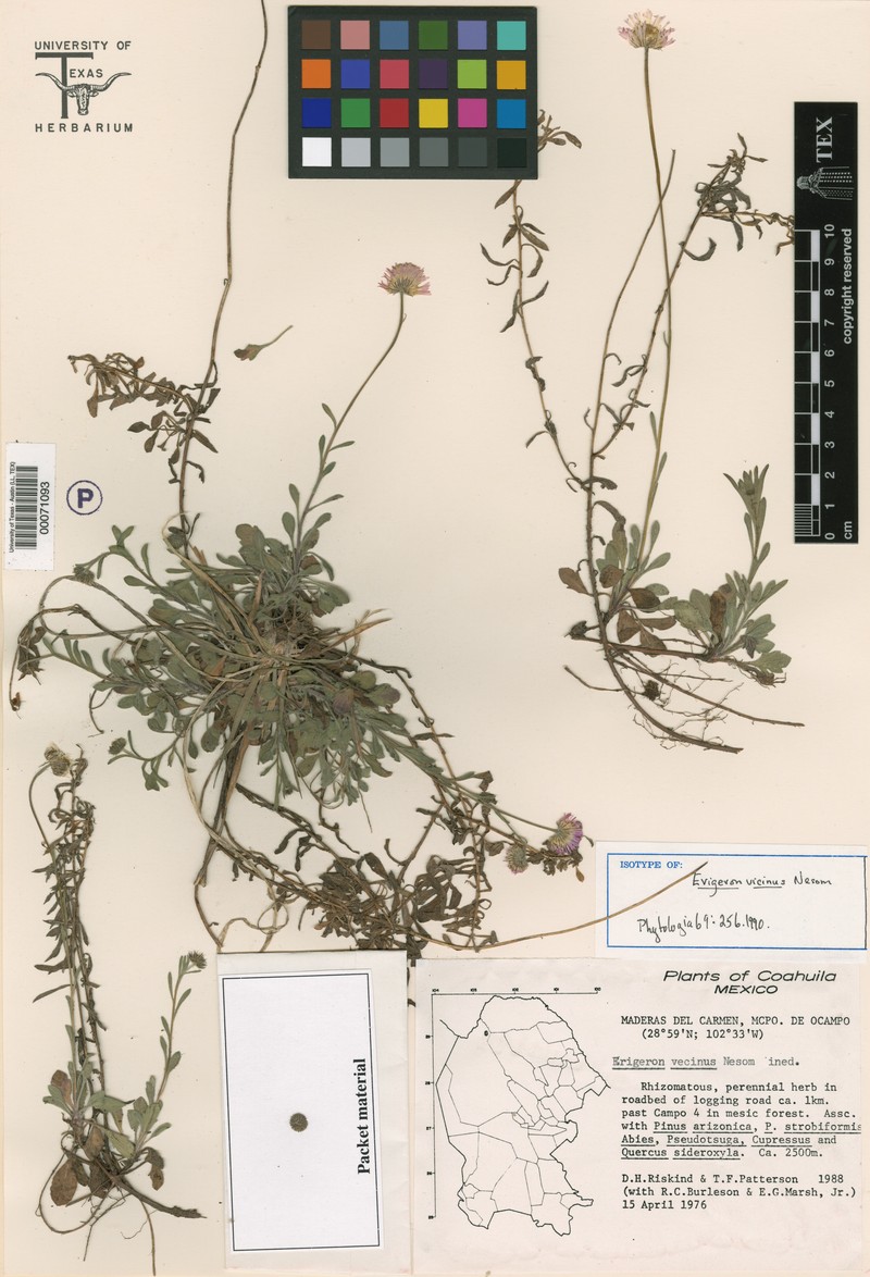 Border Fleabane photo 2