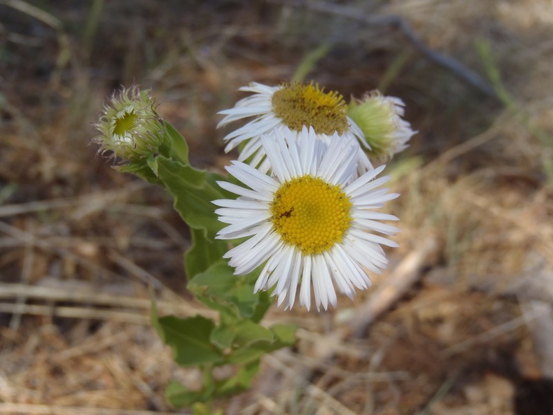 Vreeland's Erigeron photo 3