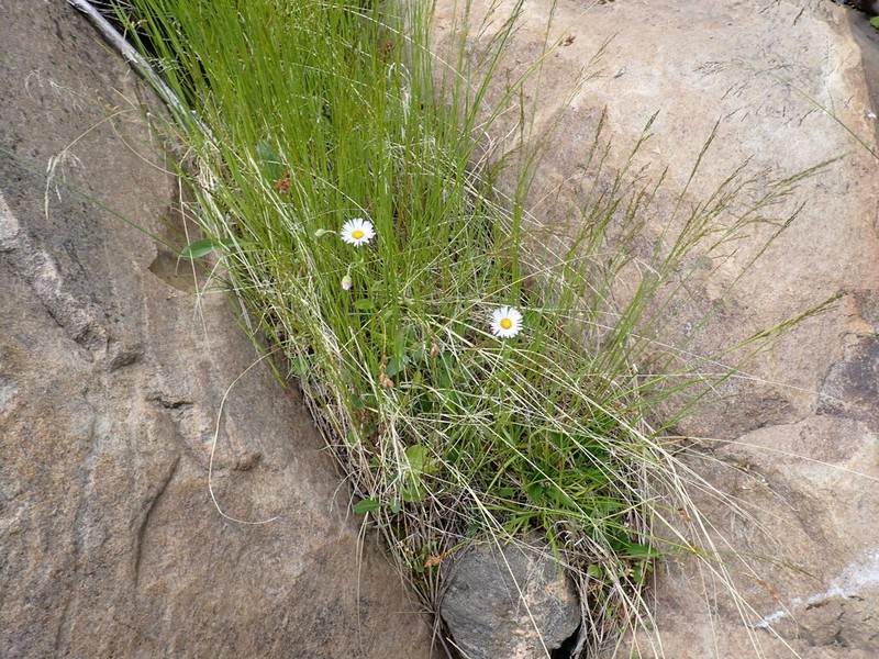 Vreeland's Erigeron photo 4