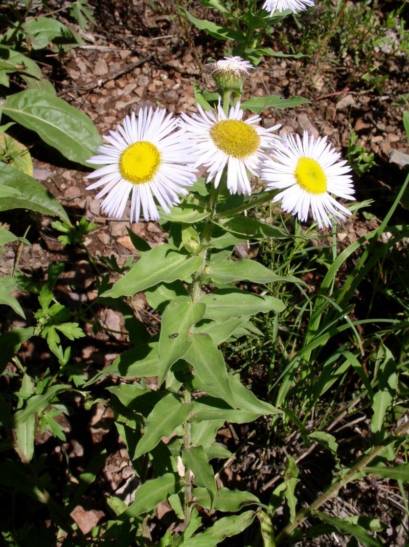 Vreeland's Erigeron photo 5
