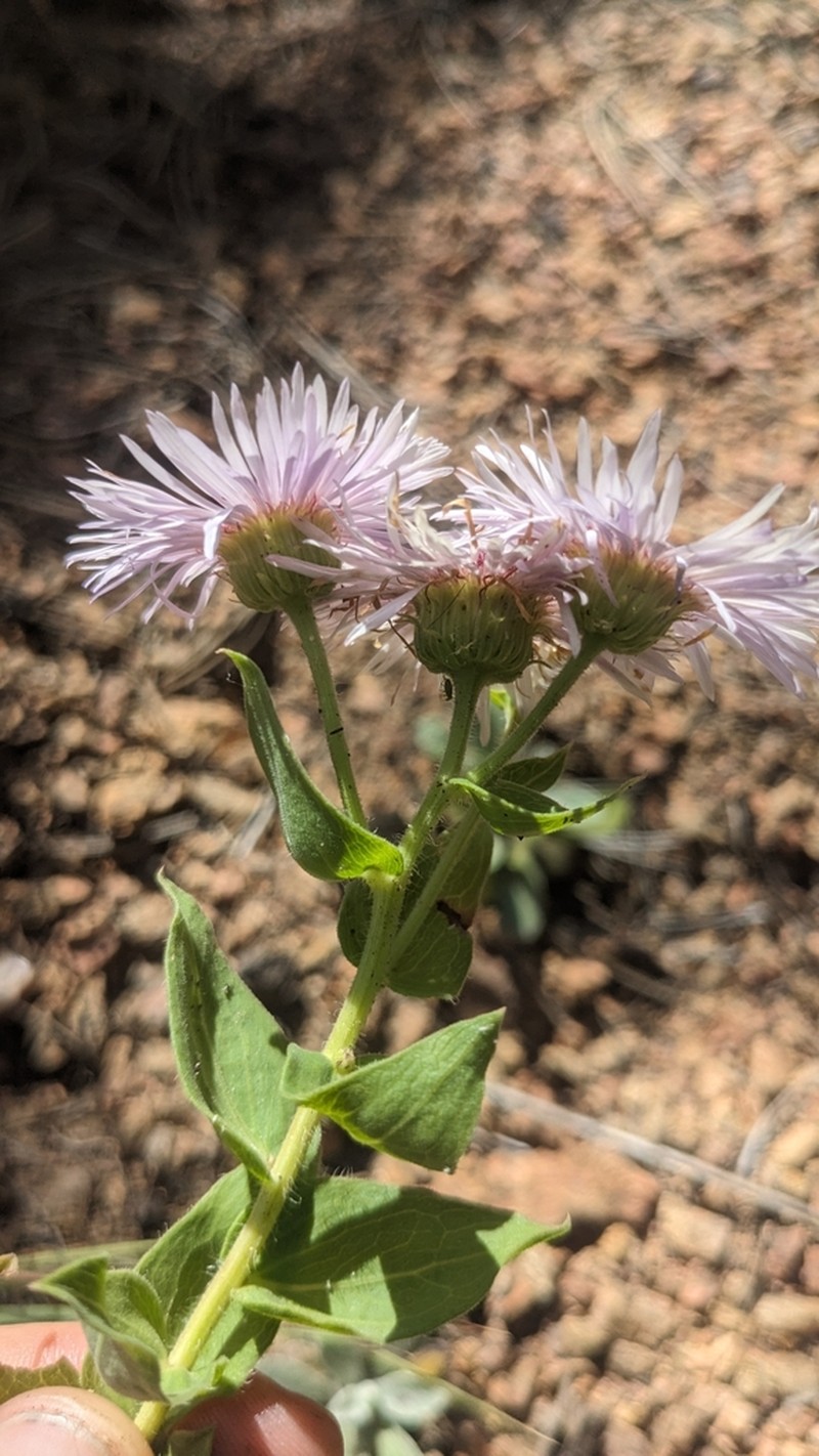 Vreeland's Erigeron photo 6