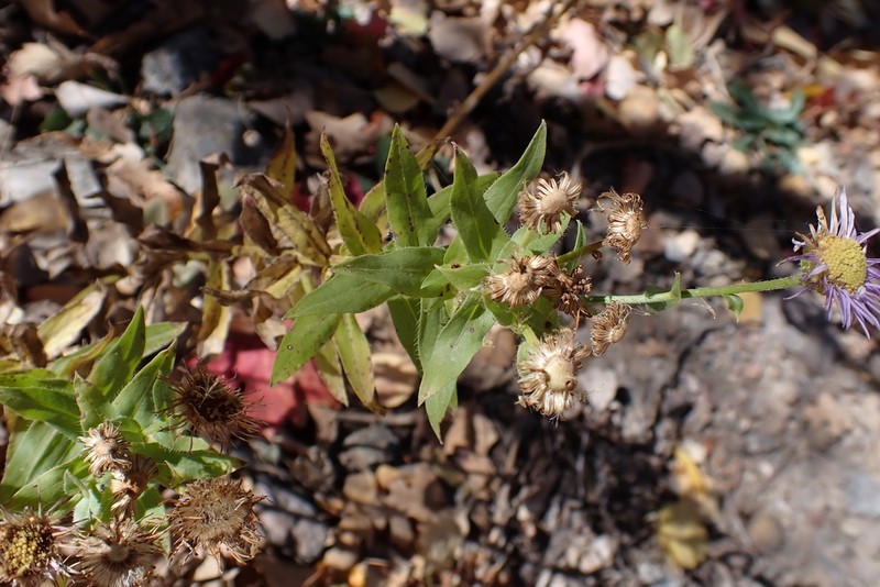 Vreeland's Erigeron photo 7
