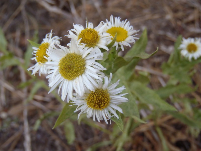 Vreeland's Erigeron photo 8