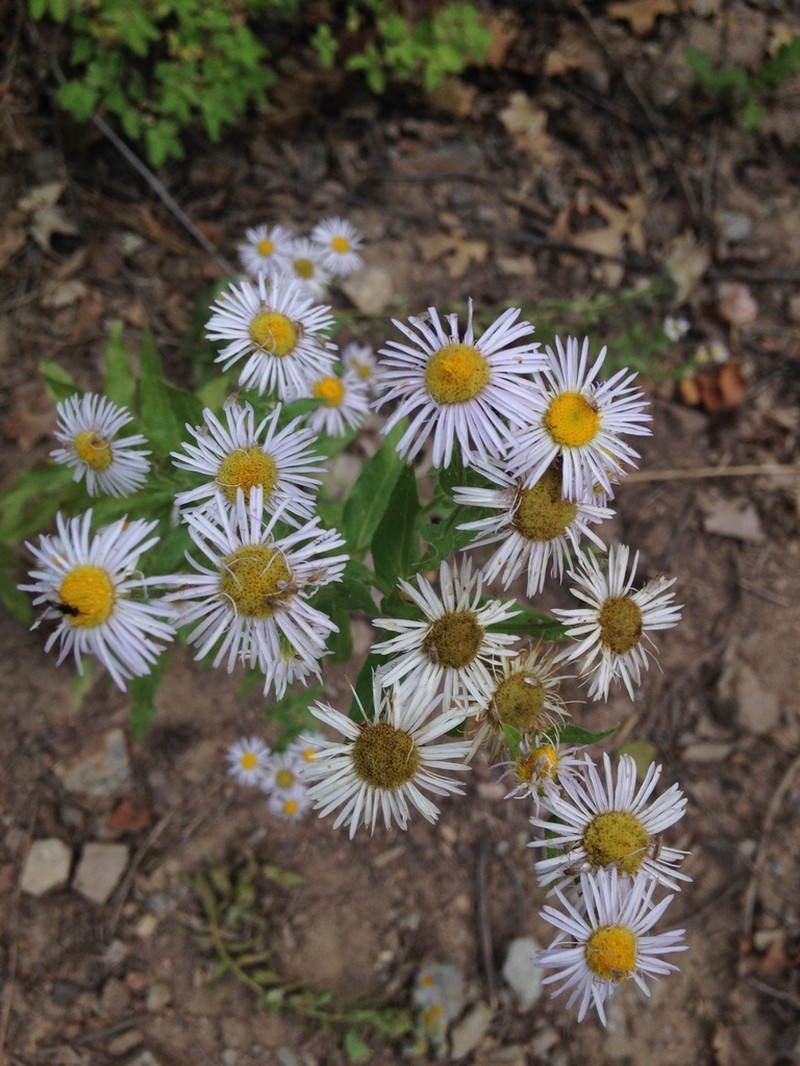 Vreeland's Erigeron