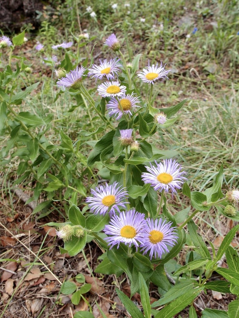 Vreeland's Erigeron photo 2
