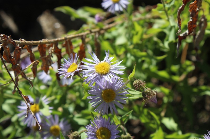 Vreeland's Erigeron photo 3