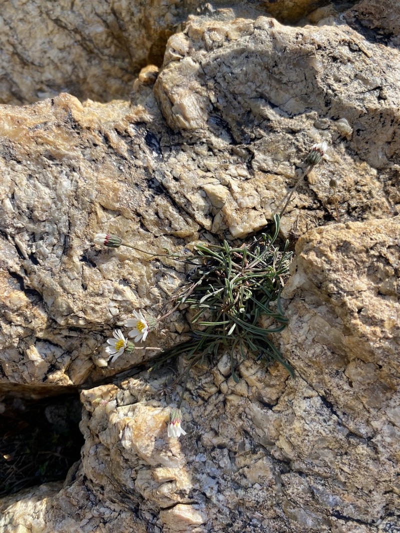 Watson's Fleabane