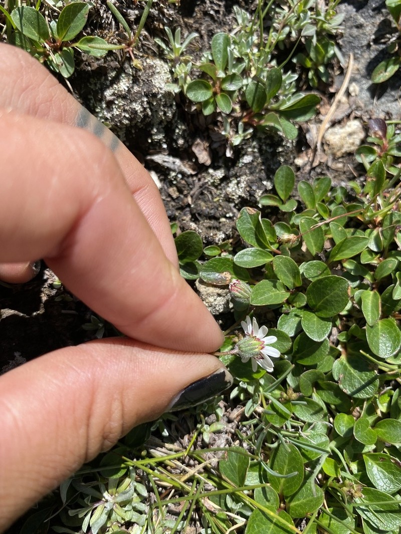 Watson's Fleabane photo 2