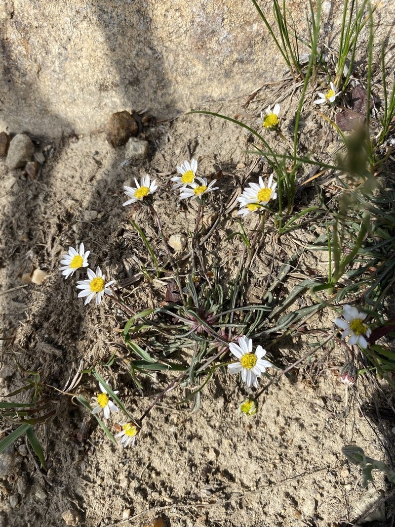 Watson's Fleabane photo 3