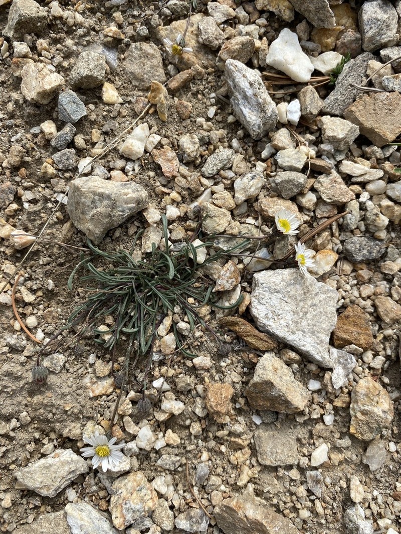 Watson's Fleabane photo 4