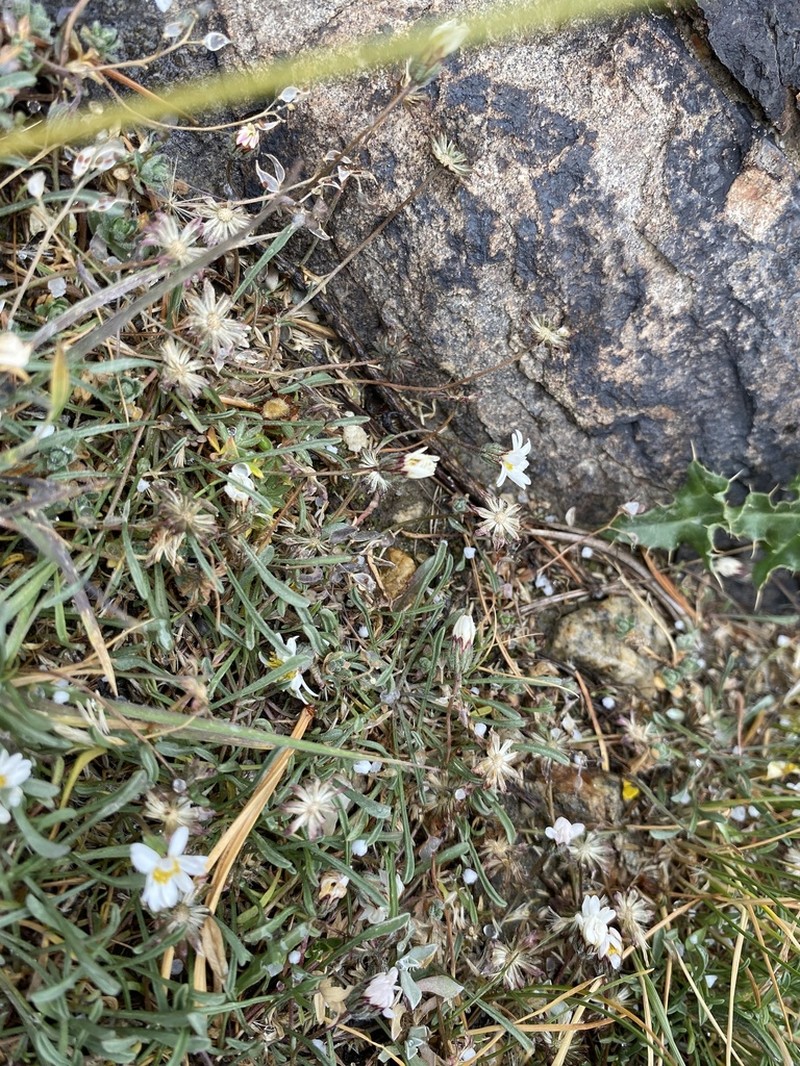 Watson's Fleabane photo 5