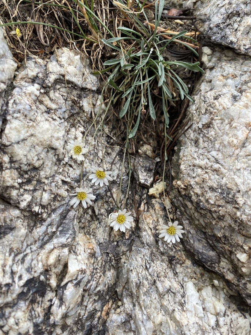 Watson's Fleabane photo 6