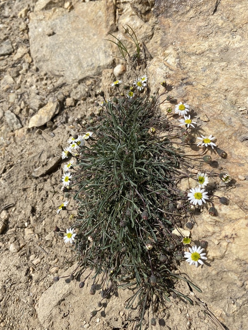 Watson's Fleabane photo 7