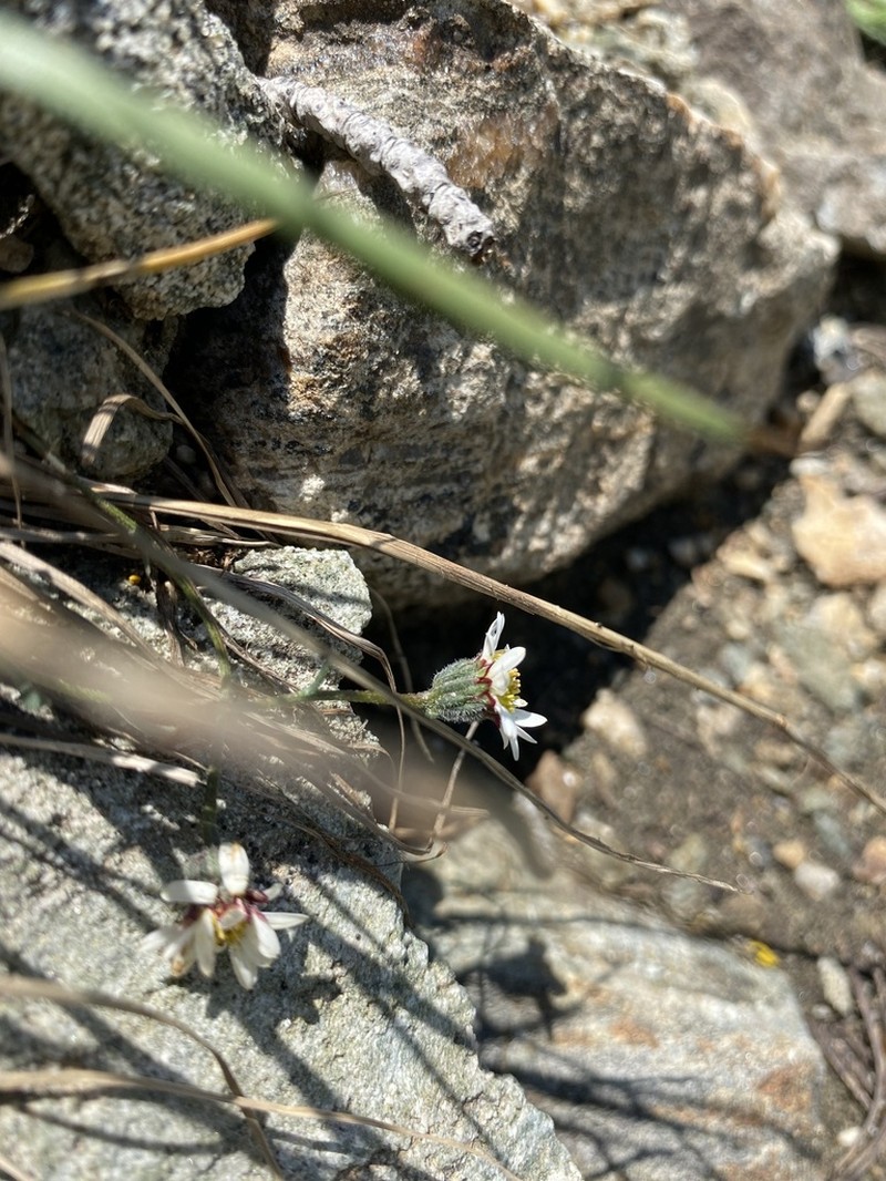 Watson's Fleabane photo 8