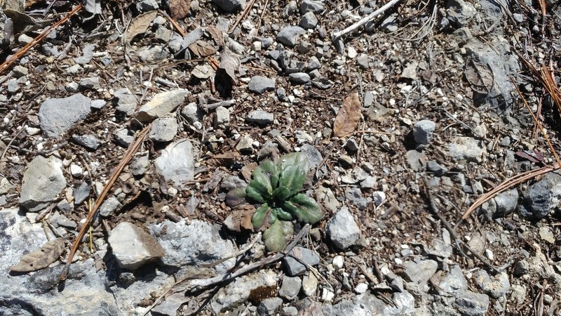 Erigeron wellsii