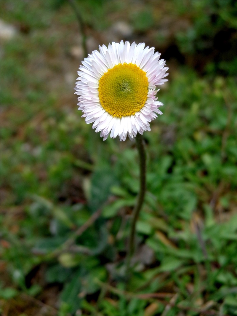 Erigeron wellsii photo 2