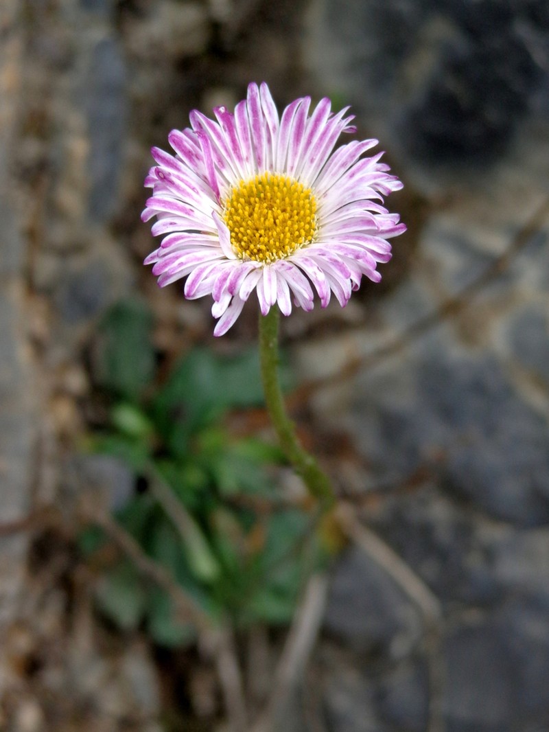 Erigeron wellsii photo 3
