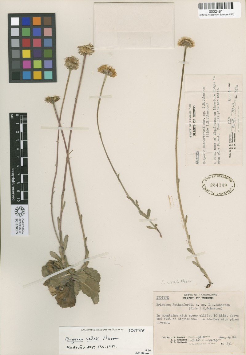 Erigeron wellsii photo 5