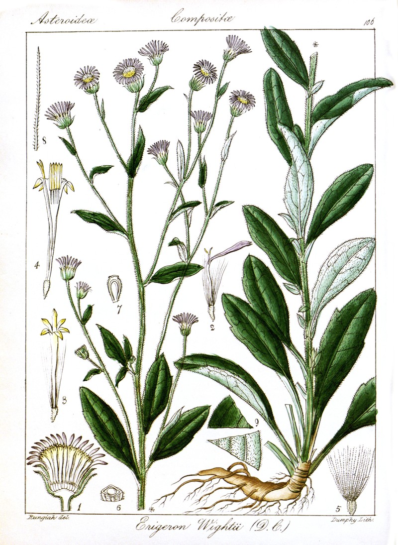Erigeron wightii