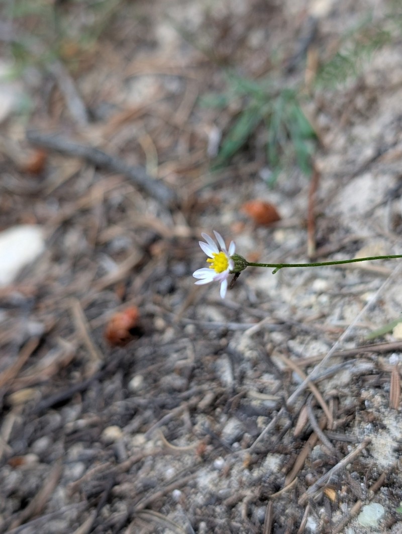 Dieter's Erigeron photo 2