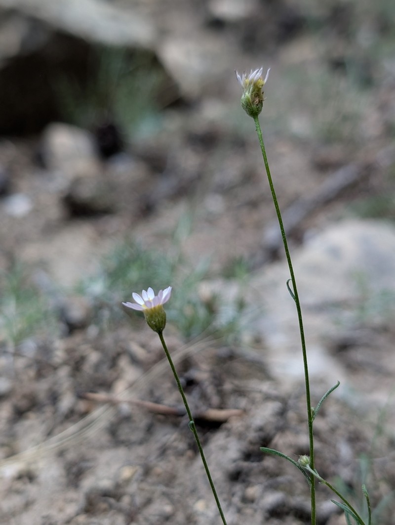 Dieter's Erigeron photo 3