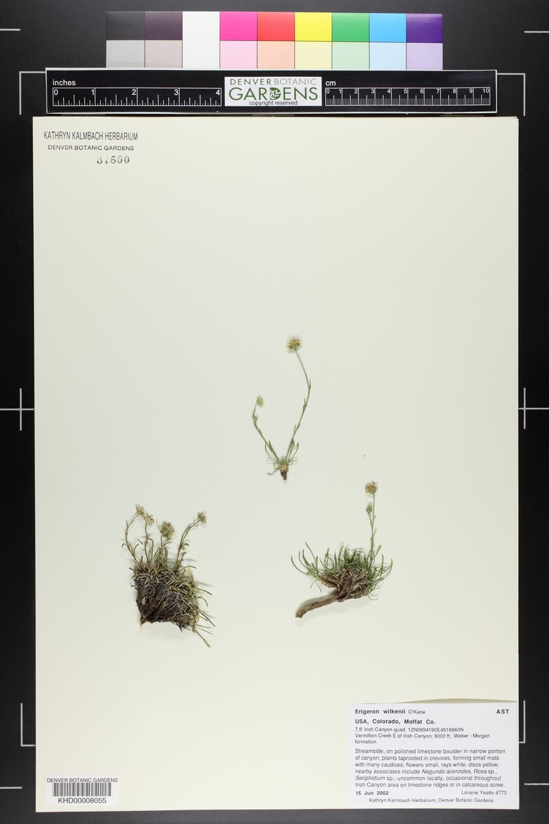 Dieter's Erigeron photo 7