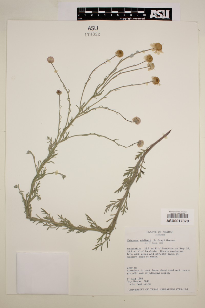 Erigeron wislizeni photo 4