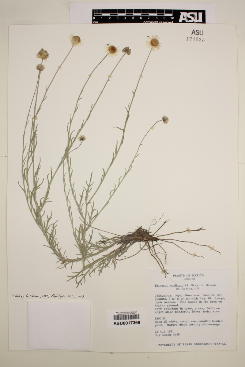 Erigeron wislizeni photo 5