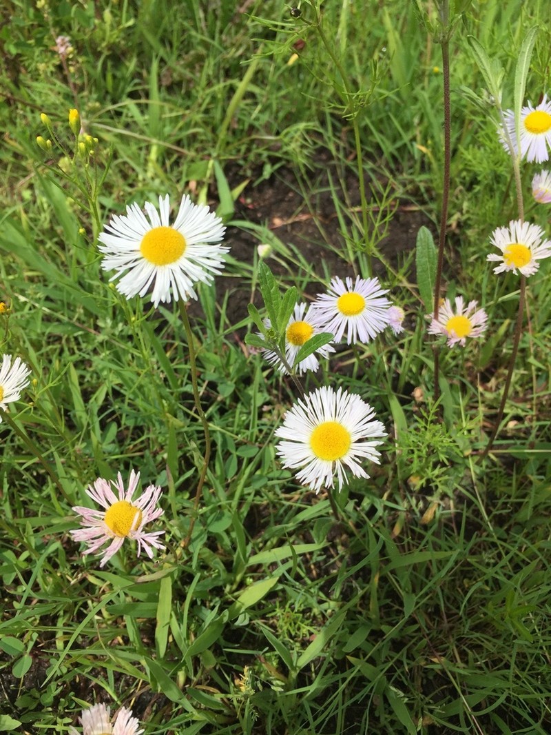 Erigeron wislizeni