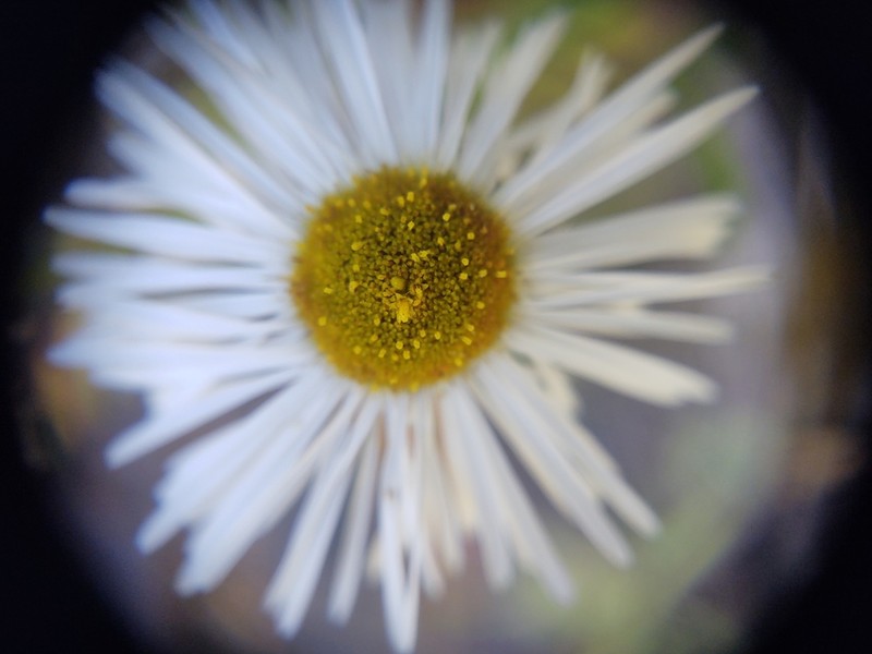 Erigeron wislizeni photo 2
